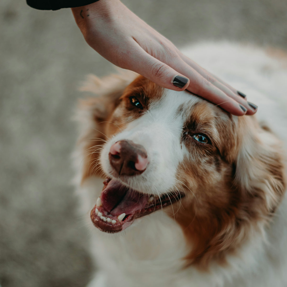 Why Your Dog Should Exercise