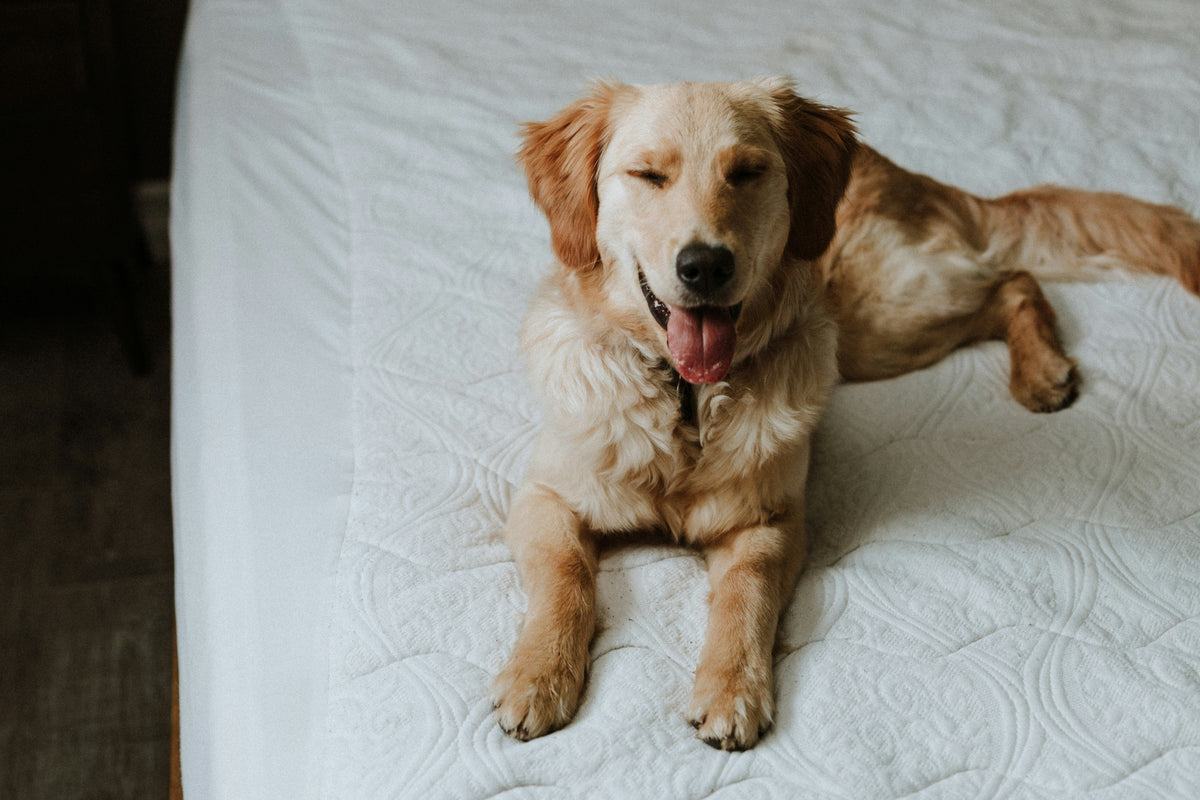 How every dog will get used to our treadmills